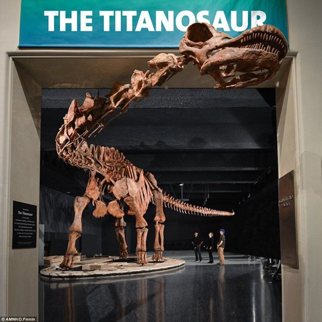 Главата и част от врата на титанозавъра стърчат извън залата заради огромните му размери.