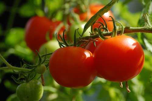 10 тънкости за доматите