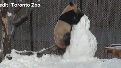 Панда си играе със снежен човек (видео)