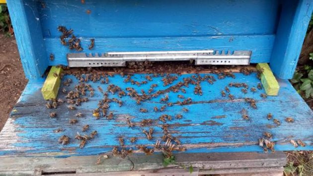 Силното опаразитяване на пчелното семейство може да доведе до смъртта 