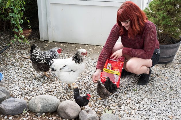 Част от щастливите кокошки на Сандра Бонтемпо