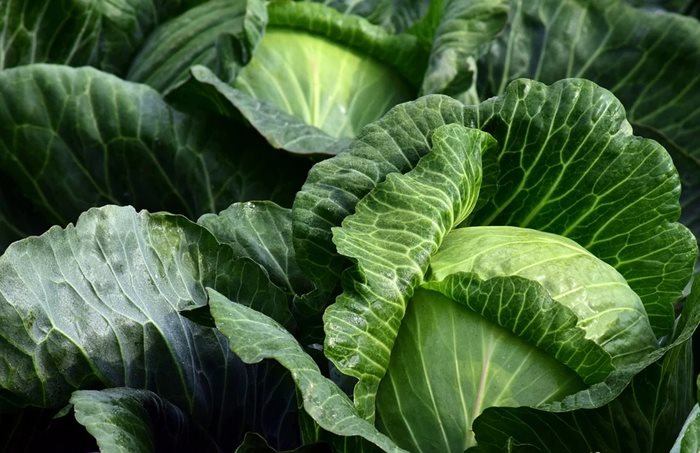 Българската агенция по безопасност на храните възбрани над 20 т зеленчуци, внос от трети страни, с установено наднормено съдържание на остатъчни вещества от пестициди.