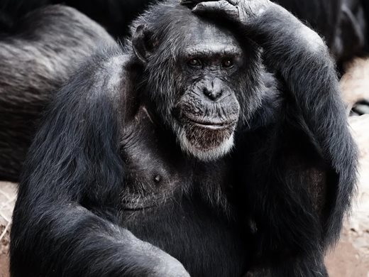 След изследване с маймуни: може да не е нужен специфичен бустер за Омикрон