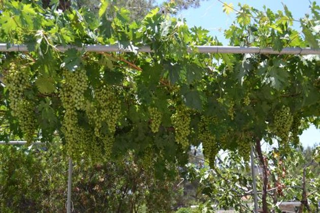 Премахването на листа около гроздовете има своя смисъл и силен предпазващ ефект от сиво гниене, особено ако падат краткотрайни и силни валежи