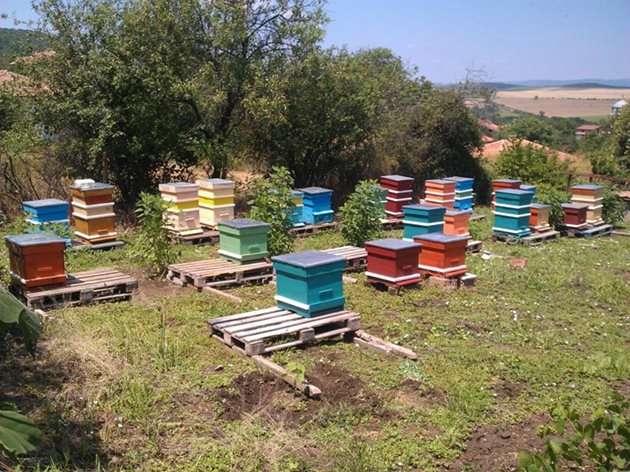 В личните стопанства могат се отглеждат до пет пчелни семейства