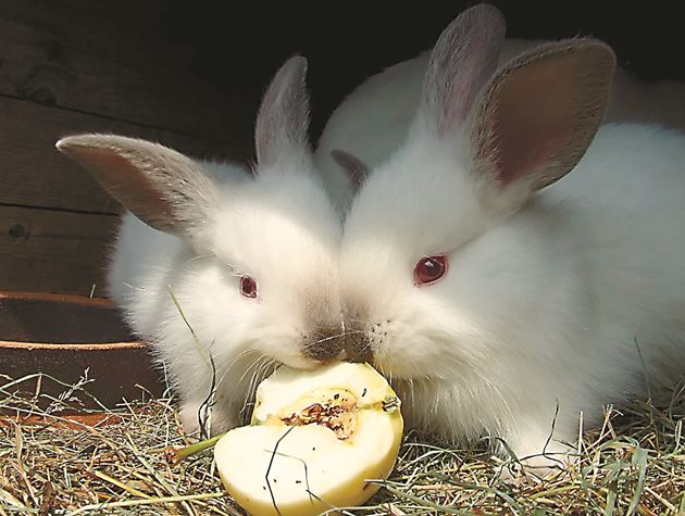  Давайте на зайците всекидневно по някое морковче, листо зеле или парче ябълка