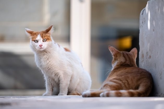 Котка, заразена с вируса, би могла да го разпространи върху друга котка или дете.
Снимка: pixabay