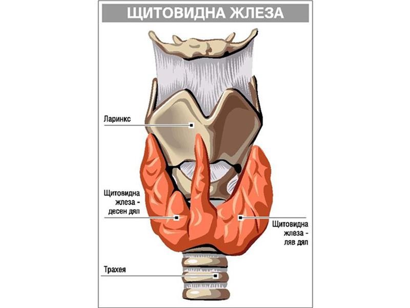 Dali Niskata Temperatura E Zaradi Shitovidna Zhleza 24zdrave Bg