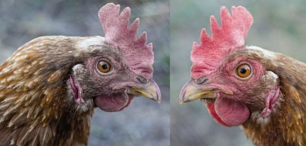 Кокошка преди и след третиране с акарицидно средство