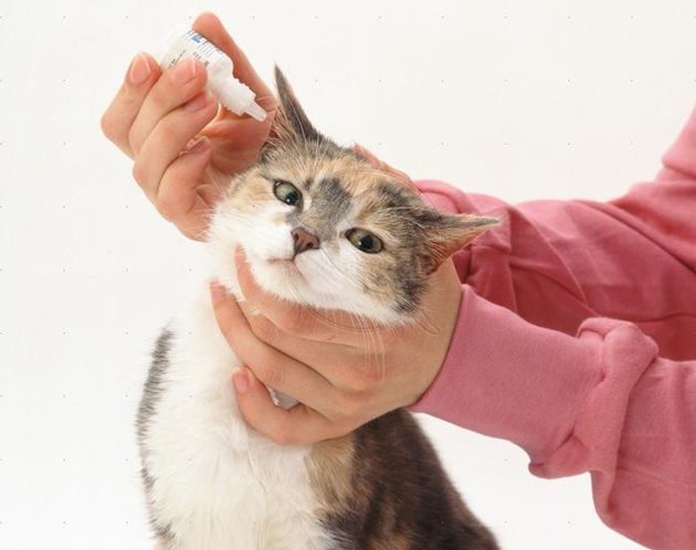 Много е важно още при първите признаци на ушна краста да заведете котката си при ветеринарен лекар, който да назначи лечение
