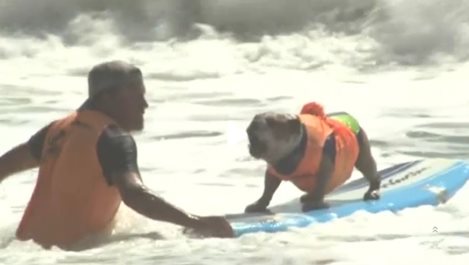 Кучета на състезание със сърфове (видео)