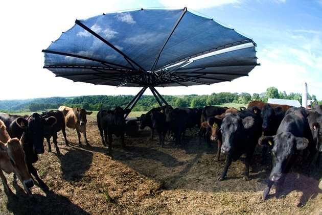 Все повече животновъди предпазват кравите си от изгарящите слънчеви лъчи със сенчестото убежище, конструирано по идея на американския говедовъд Винс Хунд  Снимки: Wisconsinacademy.org/ shadehaven.net