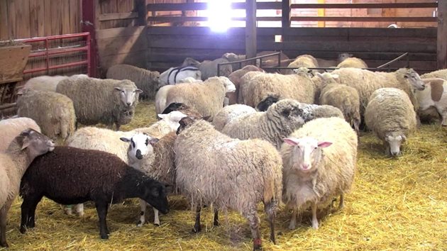 Овцевъдите вече трябва да са готови с помещенията за зимуване на стадата им