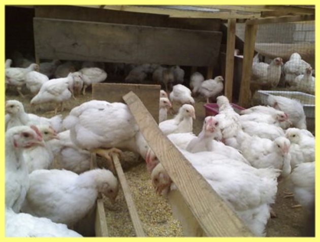 На кокошките може да давате до 30 грама, а на гъските 50 г дрождиран фураж