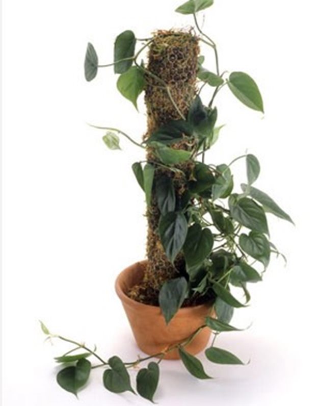 Филодендрон със сърцевидни листа (Heartleaf Philodendron)