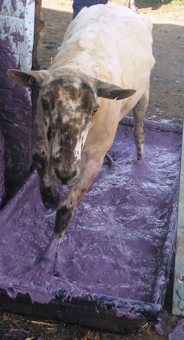 Много овцевъди използват т.нар. вани за копитата, през които преминават овцете с цел дезинфекция на копитния рог