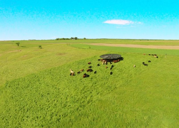Кравите се втурват към мобилната сянка, след като бъдат преместени на нов парцел