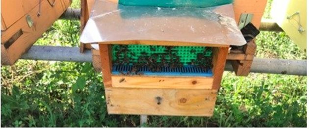 Поленов колектор, инсталиран на входа на кошера. Пчелите са принудени да минат през отворите на колектора за цветния прашец (зелен екран), за да влязат в кошера. Поленът ще падне от задните крака на пчелите през синята решетка и ще бъде събран в кутия. А после прибран от пчеларя. Снимка: Антонио Куто