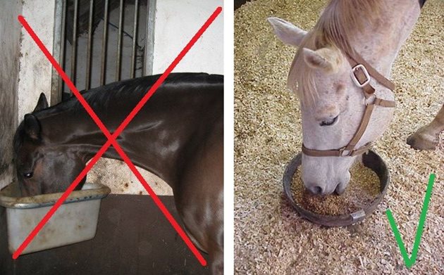 С осигуряване на правилно положение на главата на коня по време на хранене ще избегнете много бъдещи проблеми