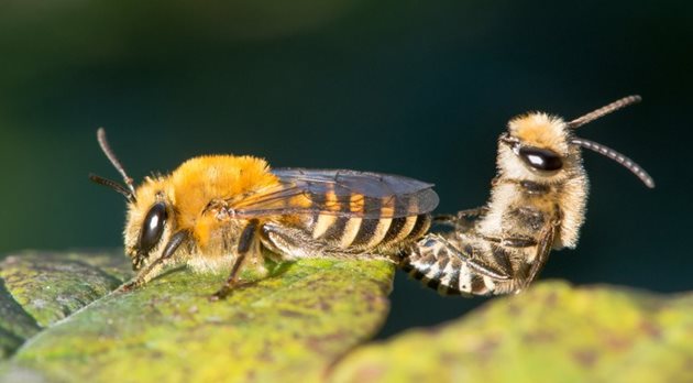 През юли пчелните семейства са в активно състояние. Но пчелите намират източници на нектар и прашец и продължават да водят активен живот.