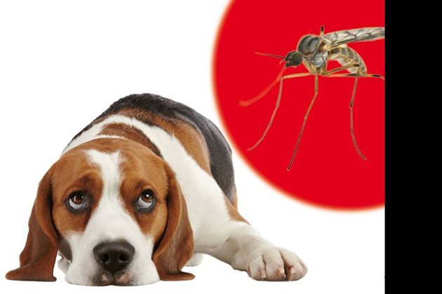Профилактиката за дирофилариоза трябва да се прави поне през топлите месеци (от април до ноември), когато има много комари