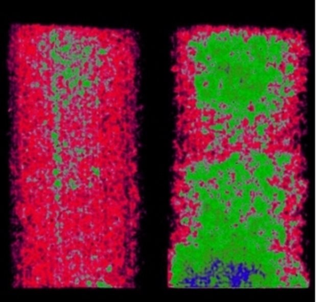 Странични изображения на контролната почвена проба (вляво) и тази вдясно, обработена с микроби UD 1022. Неутронните снимки регистрират изпарение за 9 часа.Синьото и зеленото показват съдържанието на вода в почвата. Образецът, обработен с микроби е неоспорим победител по задържането на влага.
