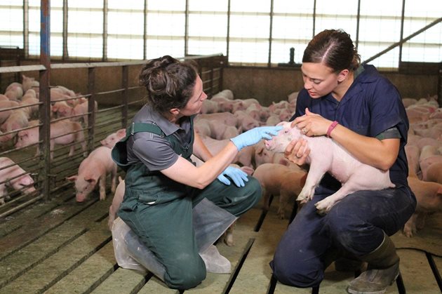 Ветеринарният лекар трябва да има всекидневен поглед и наблюдение на стадото в животновъдна ферма
Снимка: You tube