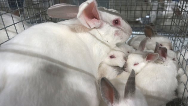 Един грам прираст при зайче се получава от 2 г прието майчино мляко