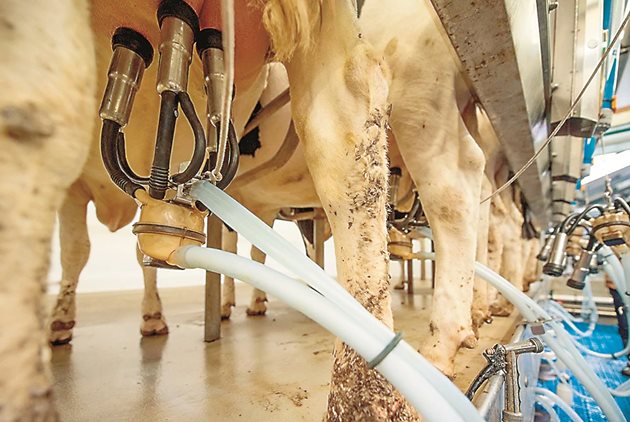 За млечните говеда е доказано, че стърготините от трепетлика могат да заменят 30% от конвенционалната диета при млечните крави, без да се намалява приемът на смилаемо сухо вещество и производството на мляко.