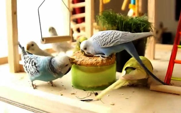 Птиците обичат хляб. Няма значение какъв. Сложете парченце леко влажен хляб между решетките на клетката и така ще го лапат, че ще ви се дояде и на вас.
