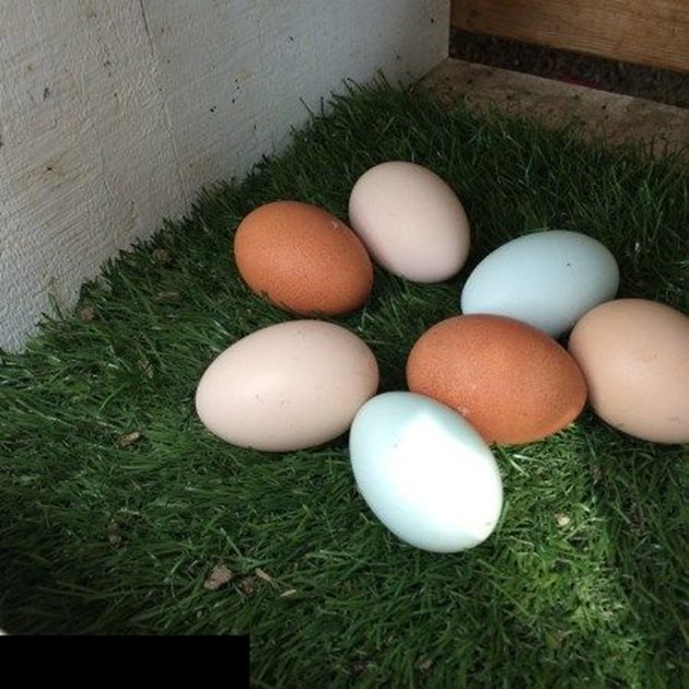 Изкуствени яйца, сложени за примамка в новия полог
