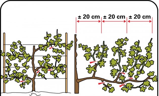 Винаги оставяйте разстояние от 20 см, за да дадете възможност на гроздовете да растат и се развиват