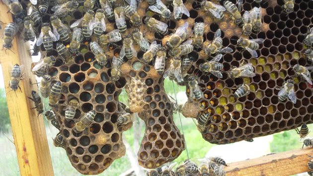 Маточници по края на далаците означава, че семейството е осиротяло или се готви за роене, напомнят професионалните пчелари