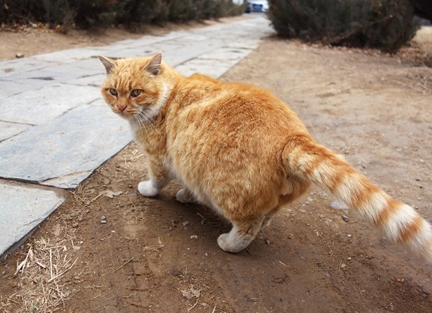 Ветеринари обясниха какво означават движенията на котешката опашка. Снимка: pixabay
