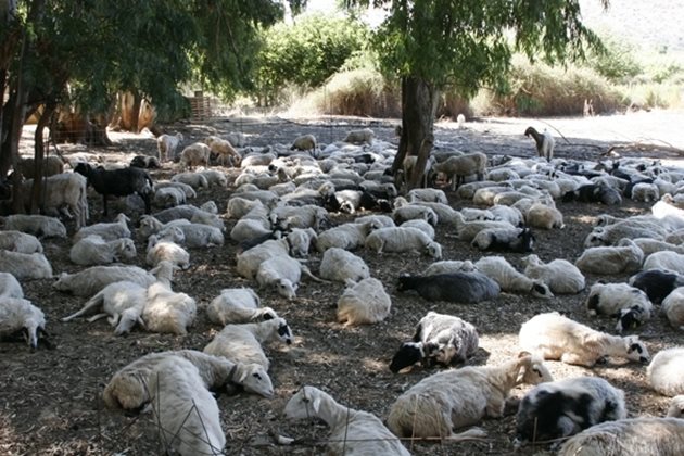 Пладнуването спасява овцете в жегите