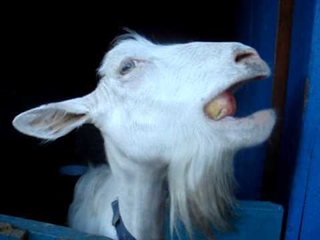 Сочните ябълки стимулират апетита на козата
