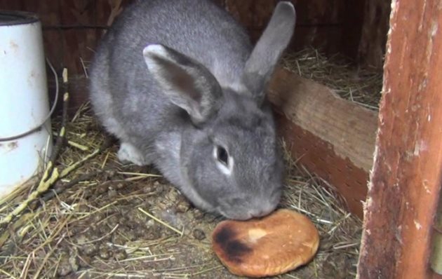 Не използвайте хляба за основно хранене на зайците си