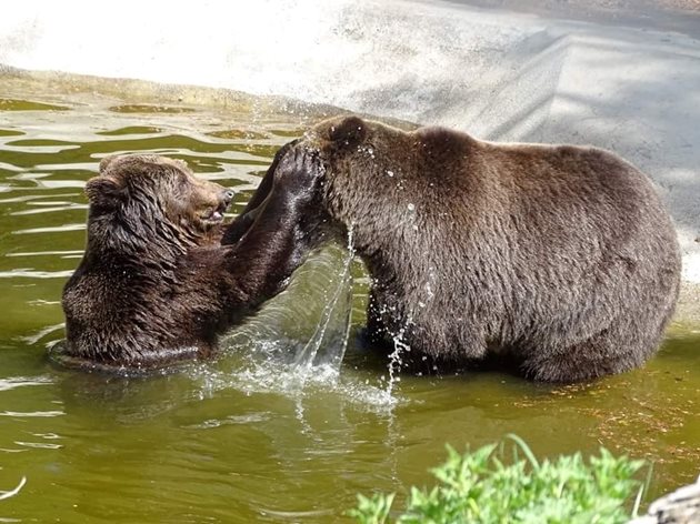 Къпането е любимо занимание на мечките в горещите летни дни.