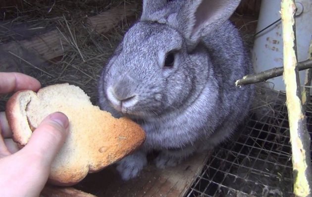 Натритият с чесън сухар е добра профилактична мярка за зайците