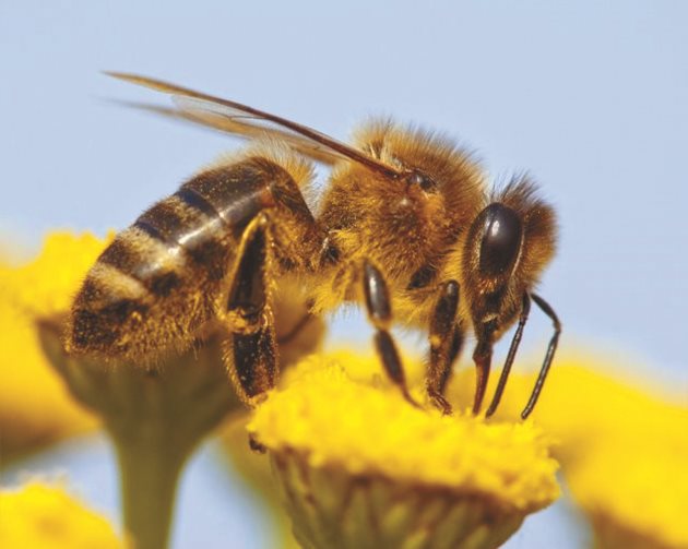 Пчелата е вид, доста по-интелигентен от повечето живи същества