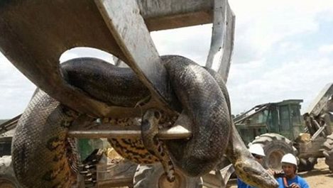Работници откриха най-дългата змия в света в Бразилия (Видео)
