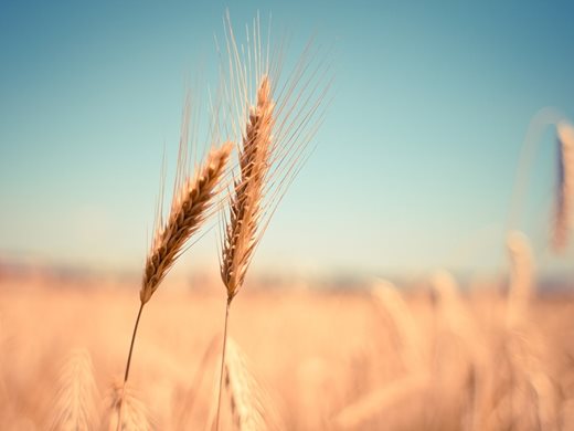 Украйна е изнесла зърнени и маслодайни култури за над 20 млрд. долара за 1 година