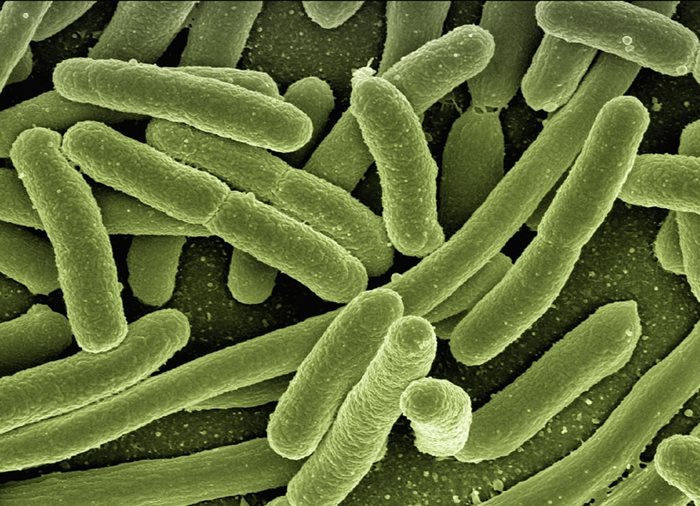 Бактерия
Снимка: Пиксбей