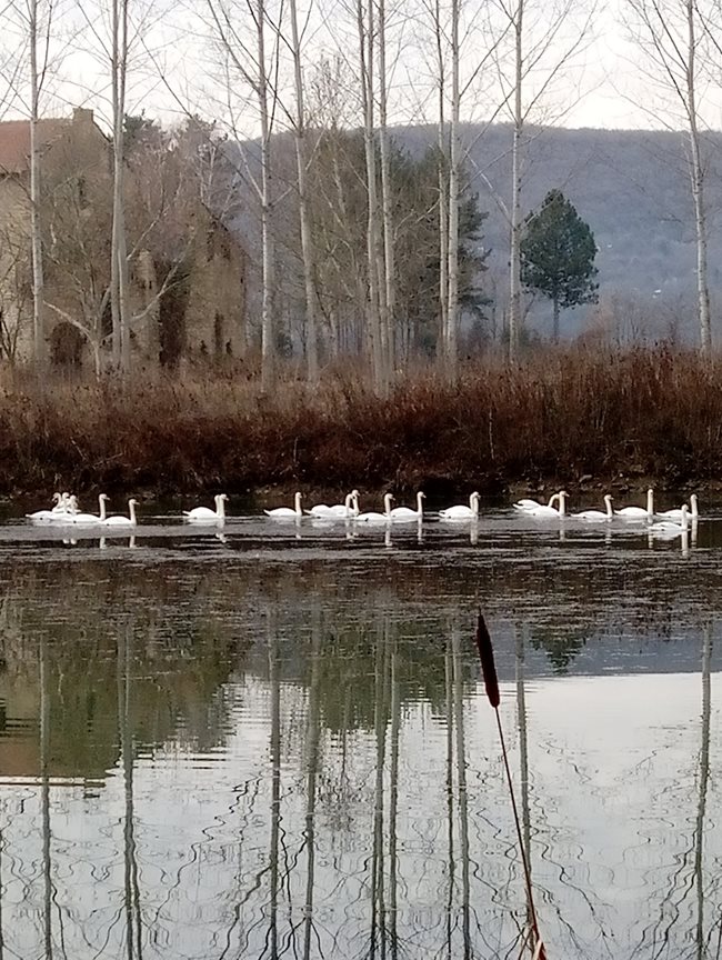 Лебеди в река Росица в с. Бяла черква