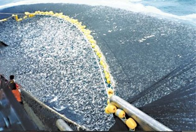 Аквакултурата е сложно да се разглежда отделно от риболова, тъй като тя е силно зависима от него. Голяма част от изкуствено отглежданата във ферми риба се храни с уловена риба.