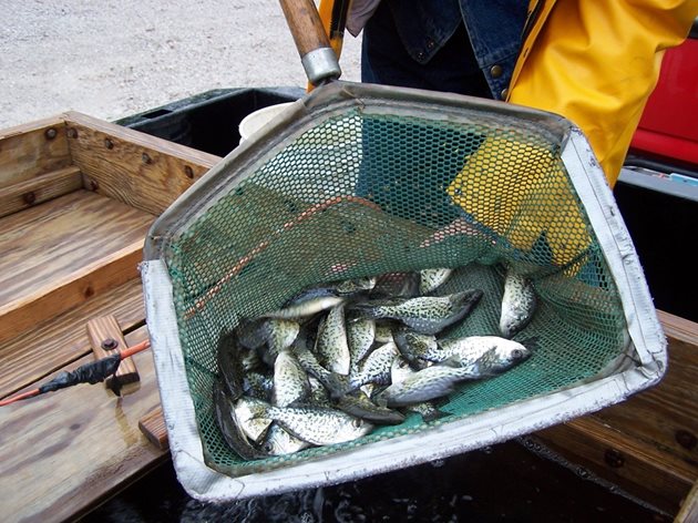 По данни на Организацията по прехрана и земеделие - ФАО, в 90 процента от риболовните райони на света се наблюдава максимално възможен и дори прекалено активен риболов