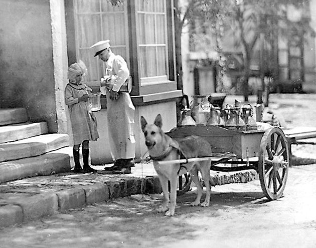 Доставка на мляко с кучешка количка, Студио Сити, Калифорния, около 1910 г.