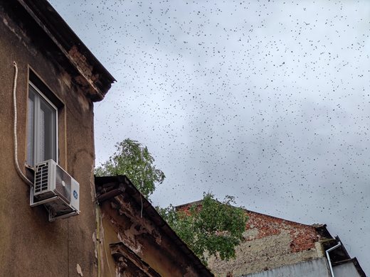 В Деня на пчелите огромен рояк  жужи като дрон и пада  покосен  в центъра на София (Обзор, видео, снимки)