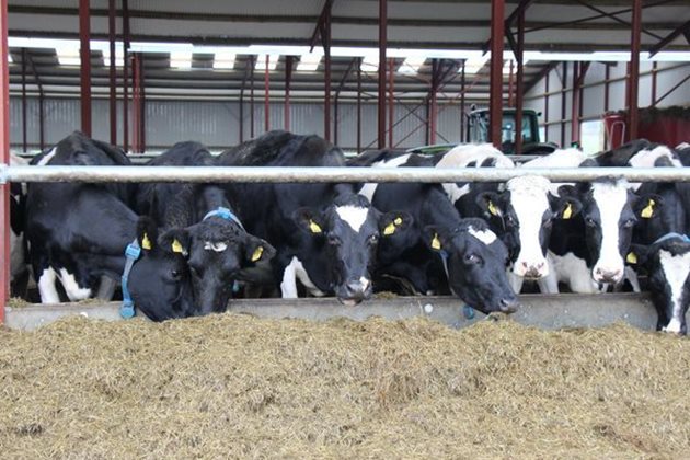 Браун изхранват силажа на кравите си от декември до март