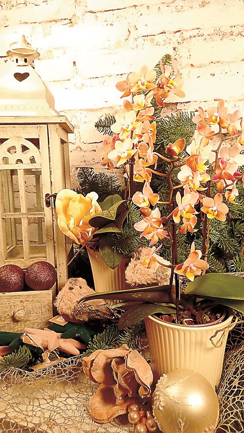 5 съвета за орхидеите през зимата